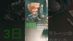 りーすのオタマトーン生活3日目 #オタマトーン #ゲーム音楽 #初心者
