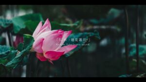 伝承 -廻花蓮月-【二胡×ピアノBGM】